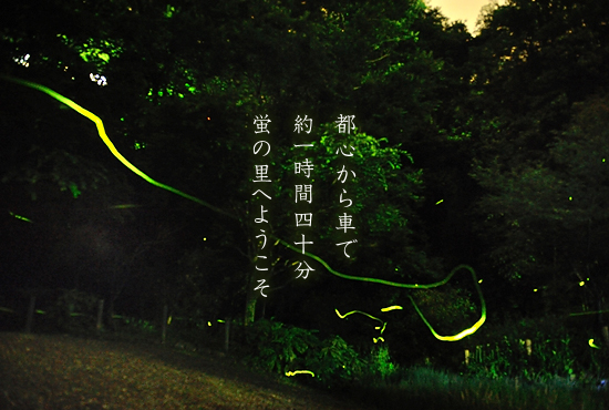 hotaru_1