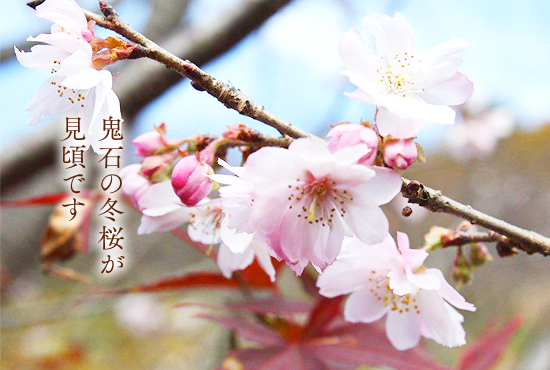 冬桜