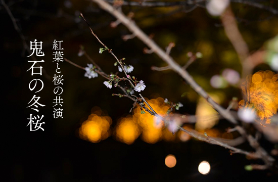 鬼石の冬桜