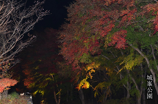 城峯公園の冬桜