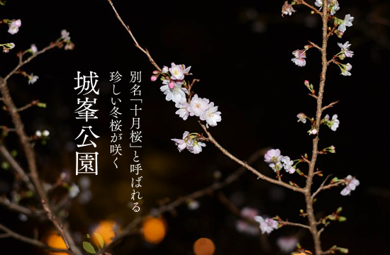 城峯公園の冬桜