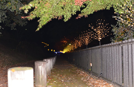 城峯公園の冬桜