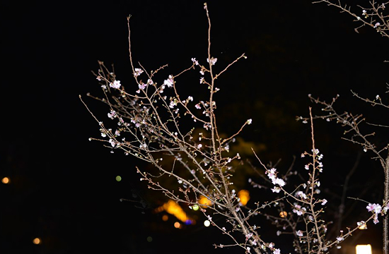 城峯公園の冬桜