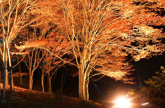 桜山公園の紅葉