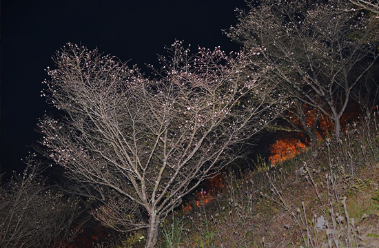 桜山公園の冬桜
