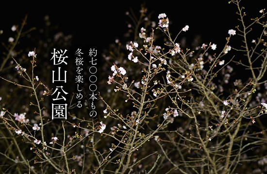 桜山公園の冬桜