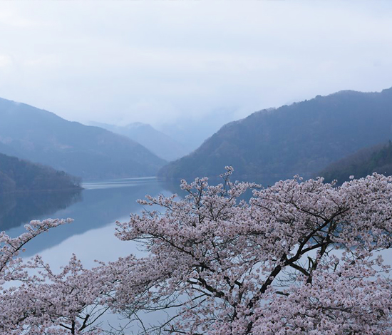 湖と桜
