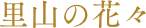 里山の花々